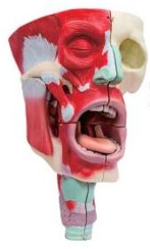 鼻、口、咽喉腔分解模型